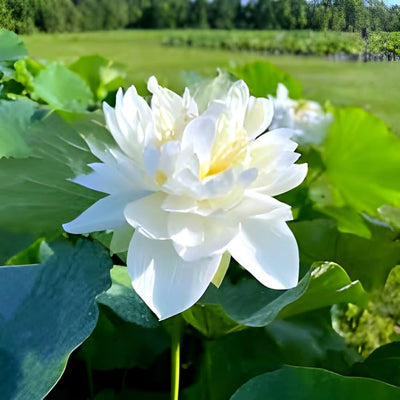 Lotus