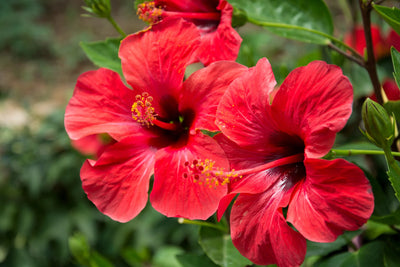 Hibiscus 