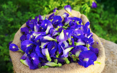 Butterfly pea flower
