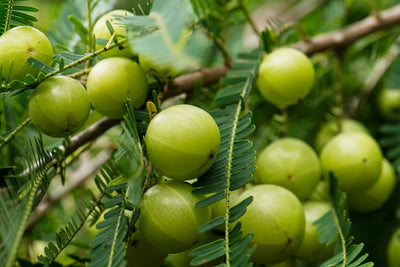 Amla