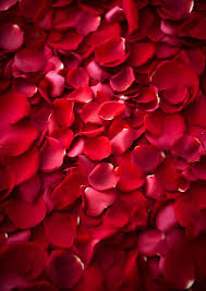 Rose Petals 